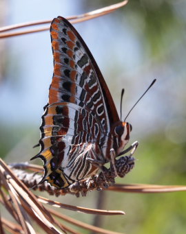 Two-Tailed Pasha, Charaxes jasius. Route du Trayas, Fort Domaniale de I' Estrel, Provence d 4 august 2009. Fotograf: Henrik S. Larsen