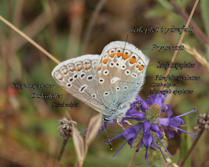 Almindelig blfugl, Polyommatus icarus.. Skarpa Alby, Alvaret, land, Sverige d. 23 Juli 2009. Fotograf: Lars Andersen