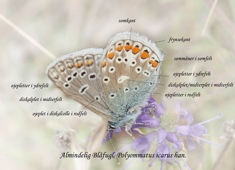 Almindelig Blfugl, Polyommatus icarus.. Skarpa Alby, Alvaret, land, Sverige d. 23 Juli 2009. Fotograf: Lars Andersen