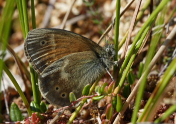 Moserandje, Coenonympha tullia. Tranerdmossen, Sdersen, Skne, Sverige d. 28 juni 2009. Fotograf: Jan Eske Schmidt