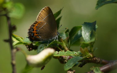 Slensommerfugl / Busksnabbvinge, Satyrium pruni hun. varps flad, fuktngen, Skne, Sverige d. 28 Juni 2009. Fotograf: Troells Melgaard