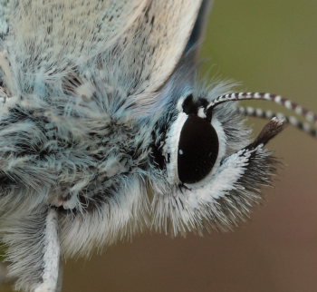 Hvidrandet blfugl, Polyommatus dorylas han portrt. Skarpa Alby, Alvaret, land, Sverige d. 21 Juli 2009. Fotograf: Lars Andersen