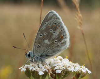 Hvidrandet blfugl, Polyommatus dorylas han. Skarpa Alby, Alvaret, land, Sverige d. 21 Juli 2009. Fotograf: Lars Andersen