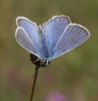 Hvidrandet blfugl, Polyommatus dorylas han. Skarpa Alby, Alvaret, land, Sverige d. 21 Juli 2009. Fotograf: Lars Andersen