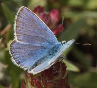 Hvidrandet blfugl, Polyommatus dorylas han. Skarpa Alby, Alvaret, land, Sverige d. 21 Juli 2009. Fotograf: Lars Andersen