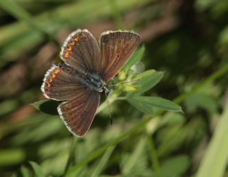 Sortbrun blfugl, Aricia artaxerxes, ssp.: horkei. Mittlandsskogen, land, Sverige d. 24 Juli 2009. Fotograf: Lars Andersen