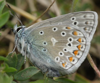 Almindelig blfugl, Polyommatus icarus.. Skarpa Alby, Alvaret, land, Sverige d. 23 Juli 2009. Fotograf: Lars Andersen