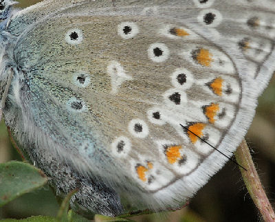 Almindelig blfugl, Polyommatus icarus.. Skarpa Alby, Alvaret, land, Sverige d. 23 Juli 2009. Fotograf: Lars Andersen