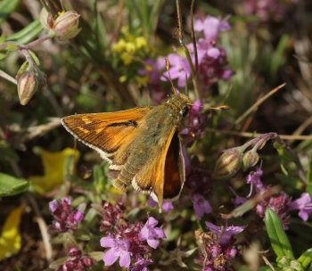 Kommabredpande, Hesperia comma han. Alvaret, Öland, Sverige d. 24 Juli 2009. Fotograf: Lars Andersen
