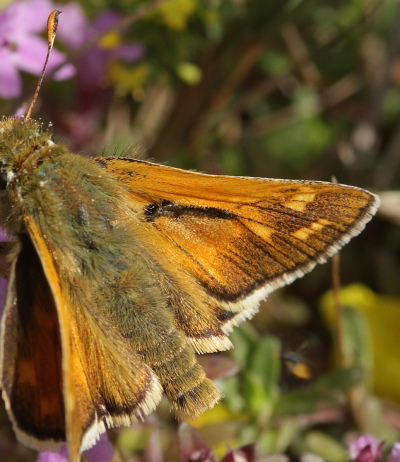 Kommabredpande, Hesperia comma han. Alvaret, Öland, Sverige d. 24 Juli 2009. Fotograf: Lars Andersen