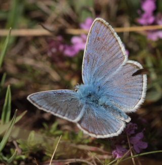 Hvidrandet blfugl, Polyommatus dorylas. Skarpa Alby, Alvaret, land, Sverige d. 24 Juli 2009. Fotograf: Lars Andersen