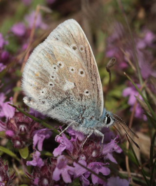 Hvidrandet blfugl, Polyommatus dorylas. Skarpa Alby, Alvaret, land, Sverige d. 24 Juli 2009. Fotograf: Lars Andersen