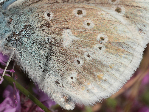 Hvidrandet blfugl, Polyommatus dorylas. Skarpa Alby, Alvaret, land, Sverige d. 24 Juli 2009. Fotograf: Lars Andersen