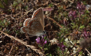 Sortbrun blfugl, Aricia artaxerxes, ssp.: horkei. Skarpa Alby, Alvaret, land, Sverige d. 24 Juli 2009. Fotograf: Lars Andersen