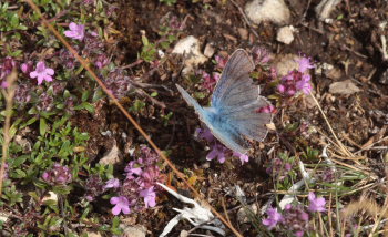 Hvidrandet blfugl, Polyommatus dorylas han. Skarpa Alby, Alvaret, land, Sverige d. 24 Juli 2009. Fotograf: Lars Andersen