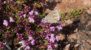 Hvidrandet Blfugl, Polyommatus dorylas hun. Skarpa Alby, Alvaret, land, Sverige d. 24 Juli 2009. Fotograf: Lars Andersen