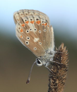 Hvidrandet blfugl, Polyommatus dorylas hun. Skarpa Alby, Alvaret, land, Sverige d. 24 Juli 2009. Fotograf: Lars Andersen