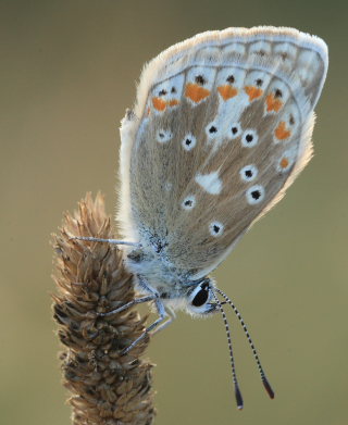 Hvidrandet blfugl, Polyommatus dorylas hun. Skarpa Alby, Alvaret, land, Sverige d. 24 Juli 2009. Fotograf: Lars Andersen