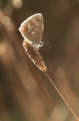 Hvidrandet Blfugl, Polyommatus dorylas hun. Skarpa Alby, Alvaret, land, Sverige d. 24 Juli 2009. Fotograf: Lars Andersen