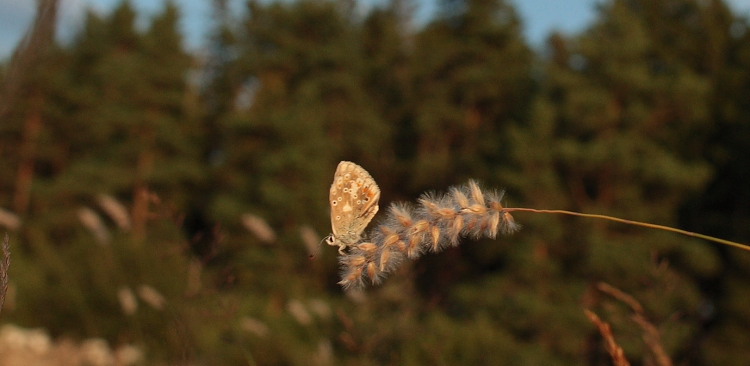 Hvidrandet blåfugl, Polyommatus dorylas. Skarpa Alby, Alvaret, Öland, Sverige d. 24 Juli 2009. Fotograf: Lars Andersen