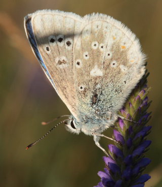 Hvidrandet blfugl, Polyommatus dorylas. Skarpa Alby, Alvaret, land, Sverige d. 25 Juli 2009. Fotograf: Lars Andersen