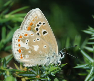 Hvidrandet blfugl hun, Polyommatus dorylas. Skarpa Alby, Alvaret, land, Sverige d. 25 Juli 2009. Fotograf: Lars Andersen