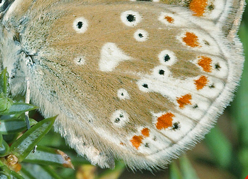 Hvidrandet blåfugl hun, Polyommatus dorylas. Skarpa Alby, Alvaret, Öland, Sverige d. 25 Juli 2009. Fotograf: Lars Andersen