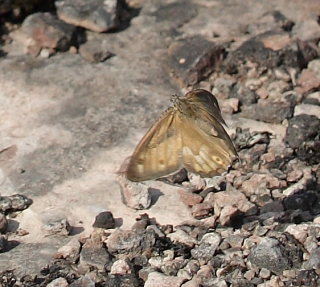 Sandrandøje, Hipparchia semele. Skarpa Alby, Alvaret, Öland, Sverige d. 25 Juli 2009. Fotograf: Lars Andersen