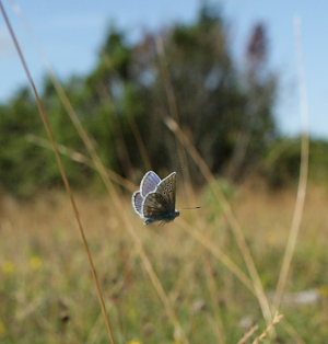 Hvidrandet blåfugl, Polyommatus dorylas. Skarpa Alby, Alvaret, Öland, Sverige d. 25 Juli 2009. Fotograf: Lars Andersen
