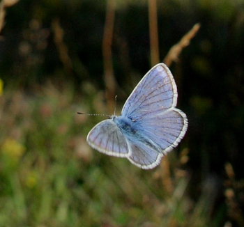 Hvidrandet blfugl, Polyommatus dorylas. Skarpa Alby, Alvaret, land, Sverige d. 25 Juli 2009. Fotograf: Lars Andersen