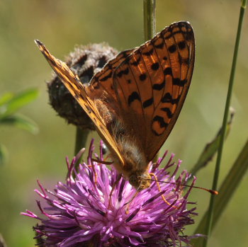 Skovperlemorsommerfugl, Argynnis adippe. Mittlandsskogen, land, Sverige d. 25 July 2009. Fotograf: Lars Andersen