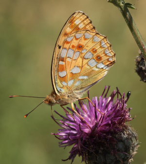 Skovperlemorsommerfugl, Argynnis adippe. Mittlandsskogen, land, Sverige d. 25 July 2009. Fotograf: Lars Andersen