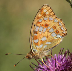 Skovperlemorsommerfugl, Argynnis adippe. Mittlandsskogen, Öland, Sverige d. 25 July 2009. Fotograf: Lars Andersen