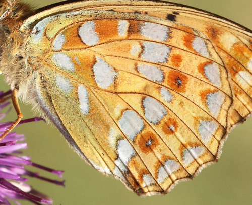 Skovperlemorsommerfugl, Argynnis adippe. Mittlandsskogen, land, Sverige d. 25 July 2009. Fotograf: Lars Andersen