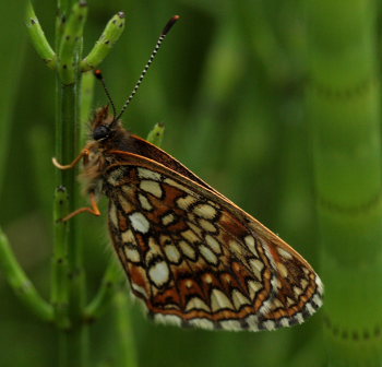 Mrk pletvinge, Melitaea diamina hun. Stigskra, Lund. Skne, Sverige. d. 20 juni 2009. Fotograf: Lars Andersen