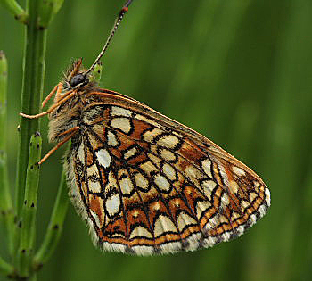 Mrk pletvinge, Melitaea diamina hun. Stigskra, Lund. Skne, Sverige. d. 20 juni 2009. Fotograf: Lars Andersen