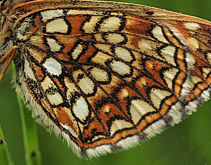 Mrk Pletvinge, Melitaea diamina hun. Stigskra, Lund. Skne, Sverige. d. 20 juni 2009. Fotograf: Lars Andersen