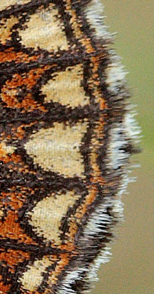 Mørk pletvinge, Melitaea diamina han. Lyngsjö, Everöd. Skåne, Sverige. d. 21 juni 2009. Fotograf: Lars Andersen