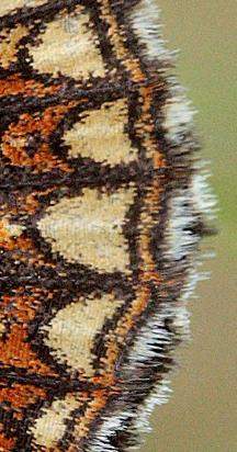 Mrk pletvinge, Melitaea diamina han. Lyngsj, Everd. Skne, Sverige. d. 21 juni 2009. Fotograf: Lars Andersen