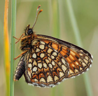 Mørk pletvinge, Melitaea diamina han. Lyngsjö, Everöd. Skåne, Sverige. d. 21 juni 2009. Fotograf: Lars Andersen