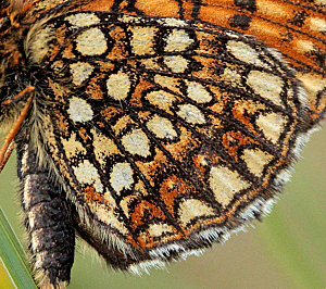 Mrk Pletvinge, Melitaea diamina han. Lyngsj, Everd. Skne, Sverige. d. 21 juni 2009. Fotograf: Lars Andersen