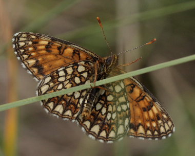 Mørk pletvinge, Melitaea diamina han. Lyngsjö, Everöd. Skåne, Sverige. d. 21 juni 2009. Fotograf: Lars Andersen