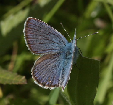 Engblfugl, Cyaniris semiargus han. Stigskra, Lund, Skne. d.  22 juni 2009. Fotograf: Lars Andersen