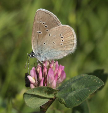 Engblfugl, Cyaniris semiargus. Stigskra, Lund, Skne. d.  22 juni 2009. Fotograf: Lars Andersen