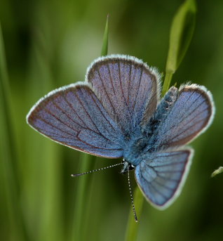 Engblfugl, Cyaniris semiargus han. Stigskra, Lund, Skne. d.  20 juni 2009. Fotograf: Lars Andersen