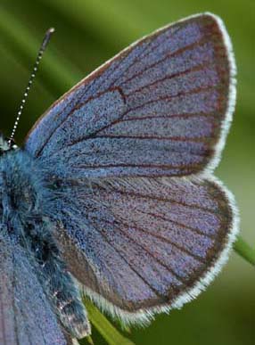 Engblåfugl, Cyaniris semiargus han. Stigsåkra, Lund, Skåne. d. 20 juni 2009. Fotograf: Lars Andersenn