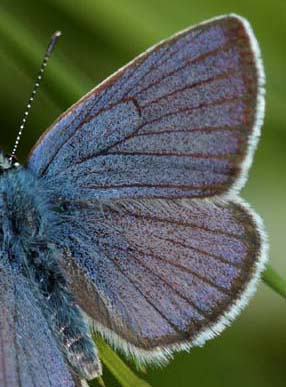 Engblfugl, Cyaniris semiargus han. Stigskra, Lund, Skne. d.  20 juni 2009. Fotograf: Lars Andersenn