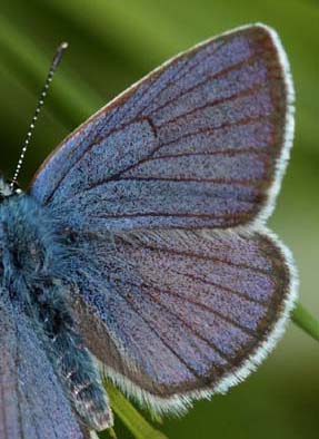 Engblfugl, Cyaniris semiargus han. Stigskra, Lund, Skne. d.  20 juni 2009. Fotograf: Lars Andersen