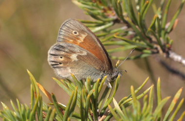 Moserandje, Coenonympha tullia. Tranerdmossen, Sdersen, Skne, Sverige d. 28 juni 2009. Fotograf: Lars Andersen