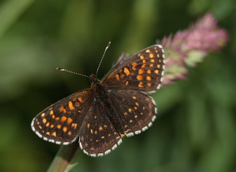 Mørk pletvinge, Melitaea diamina han. Lyngsjö, Everöd. Skåne, Sverige. d. 21 juni 2009. Fotograf: Lars Andersen
